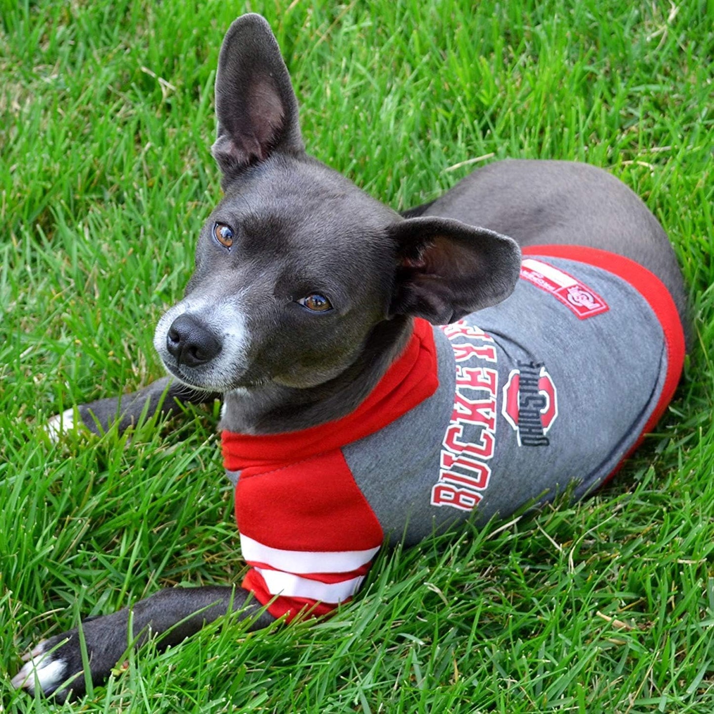 NCAA Ohio State Buckeyes Hoodie for Dogs & Cats, Medium. | Collegiate Licensed Dog Hoody Tee Shirt | Sports Hoody T-Shirt for Pets | College Sporty Dog Hoodie Shirt