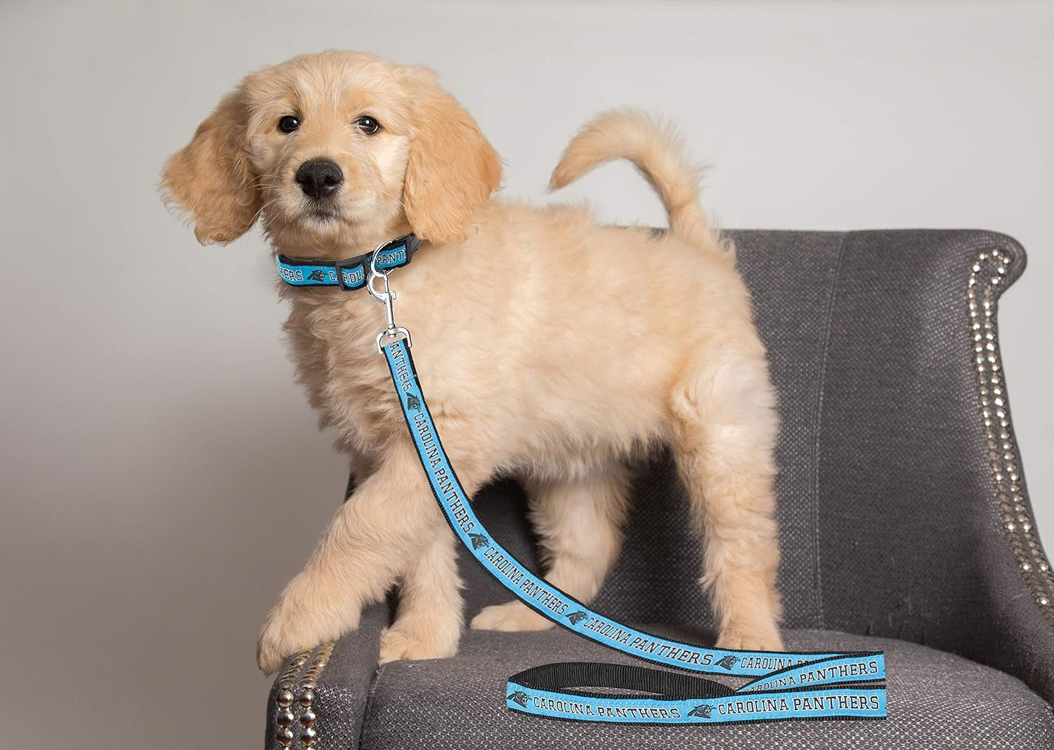 NFL Carolina Panthers Pet Leash, Large